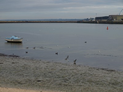 Les Oies Bernaches